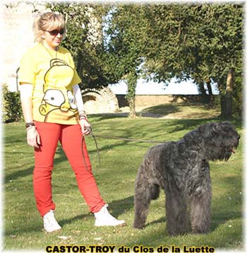 bouvier des flandres du clos de la luette - copyright d&eacute;pos&eacute;